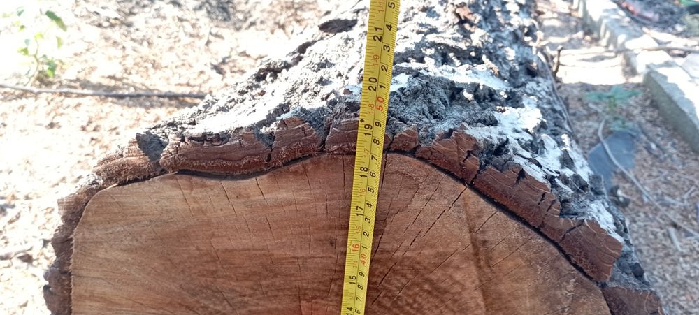 Орехова трупа отрязана преди месец