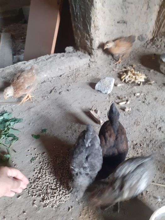 Продам  2-недельных цыплят