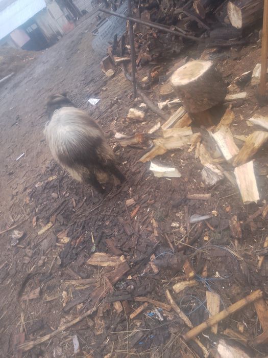 De vânzare doua capre