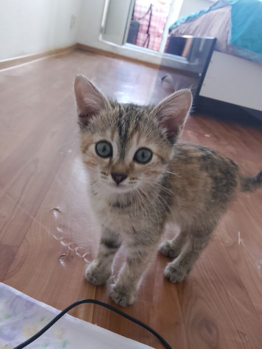 Отдам даром котенка