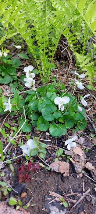 Продам дачу 7.5 соток район телецентра