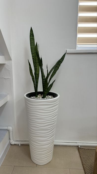 Продам зеркало, корзину, урну, цветы