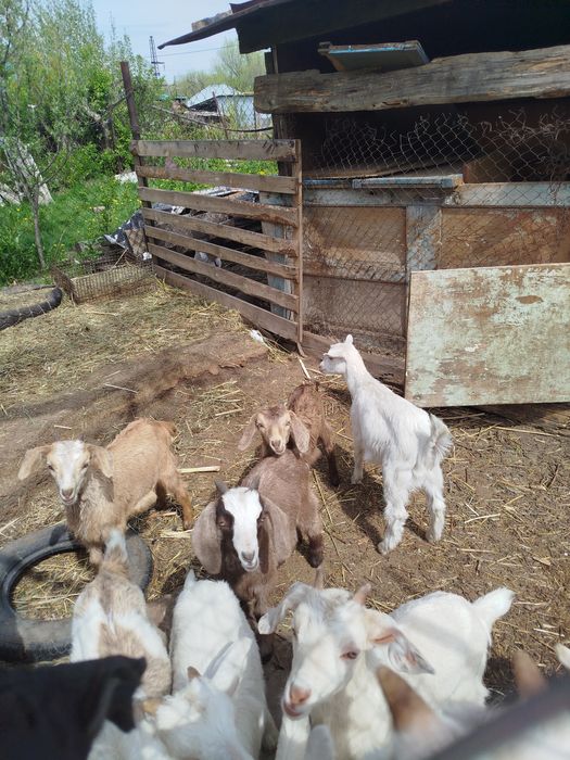 Козлята и козочки