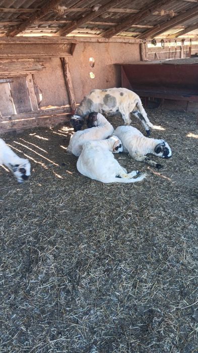 Disponibili 5 berbecuți buni de sacrificat
