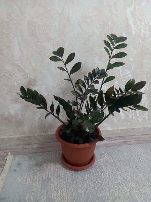 Гүл сатамын.Продам цветы