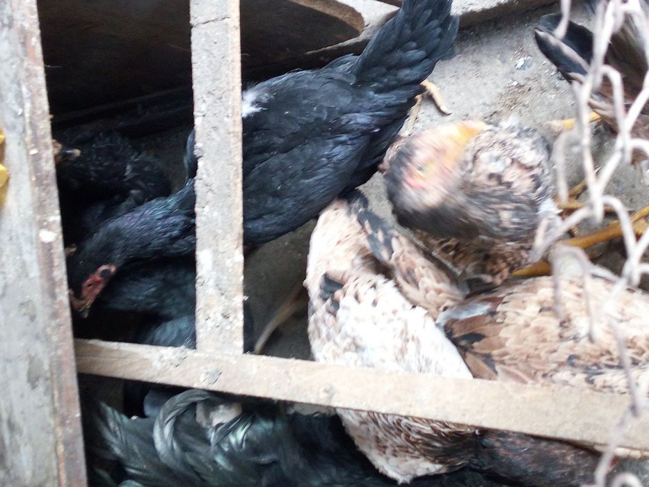 Продам молодых курей породы корейская бойцовые дакан