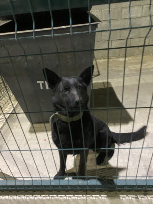 Немецкая овчарка