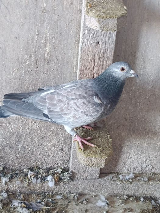 Porumbei cu rezultate deosebite , fond și maraton ( expoziție)