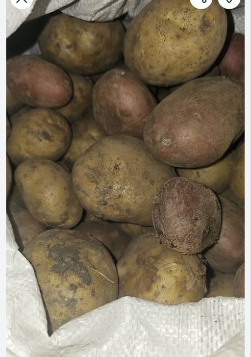 Дачный картофель