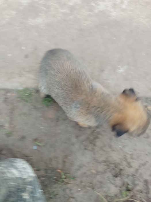 Donez Ciobanesc belgian malinois