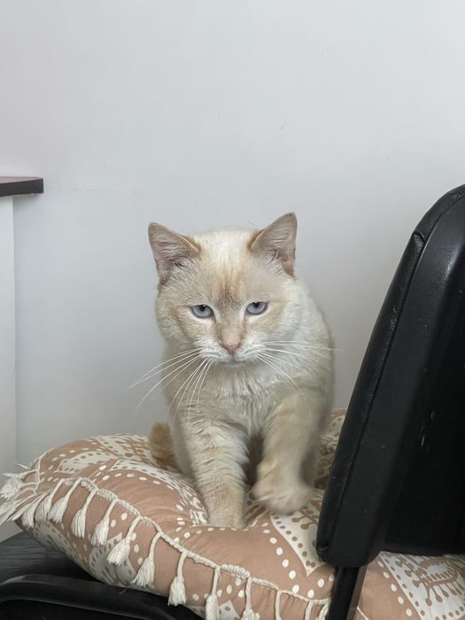 Pisici pentru adoptie