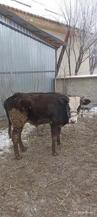 Продам б ы к о в