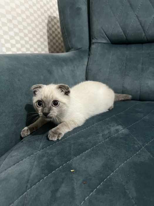Прадаетса кошка шотлански