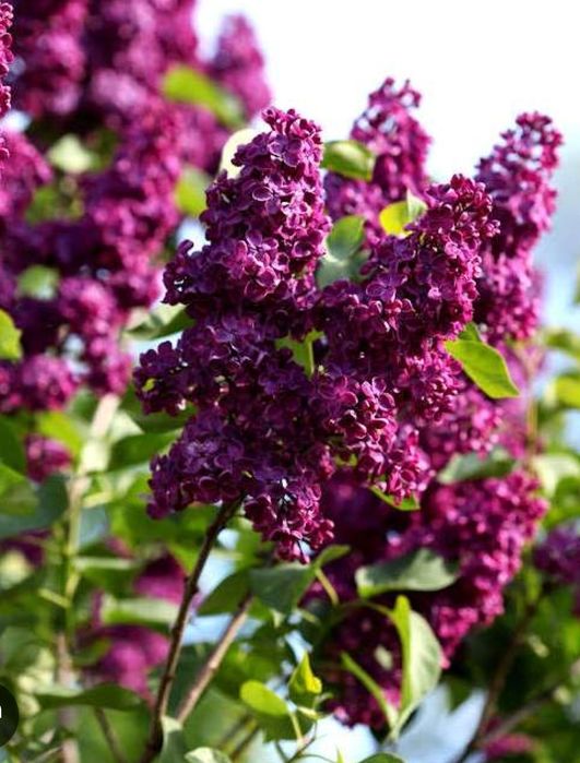 Сирень саженцы сортовая.