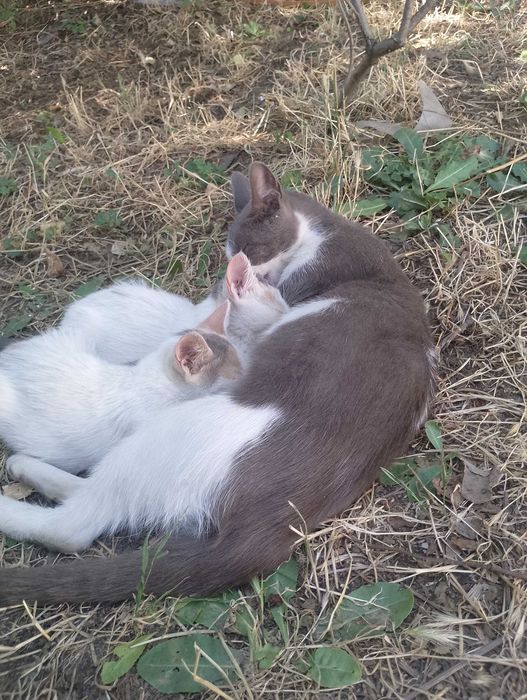 Подарявам коткана една годинка