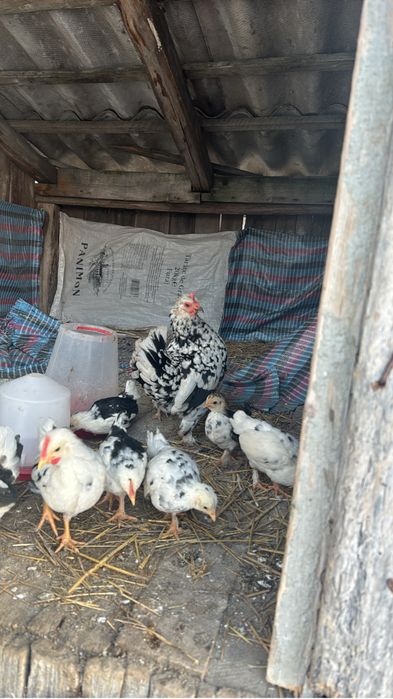 Vand oua de incubat din mai multe rase