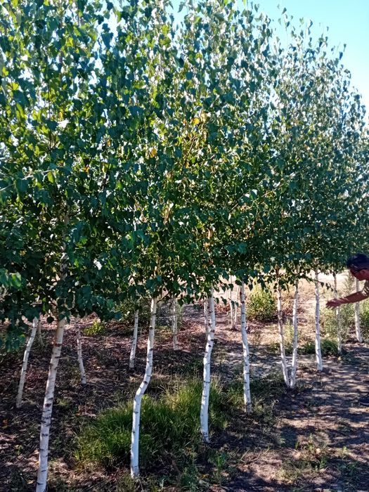 Plantație de mesteacăn alb ornamental