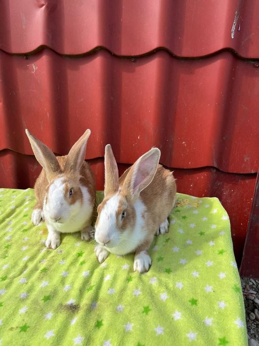 Iepure Hycole Francez