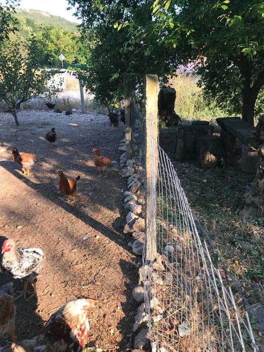 Продавам ярки и петли на 3-4 месеца