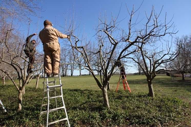 Taieri alun, nuc si pomi fructiferi – deplasare in toata tara