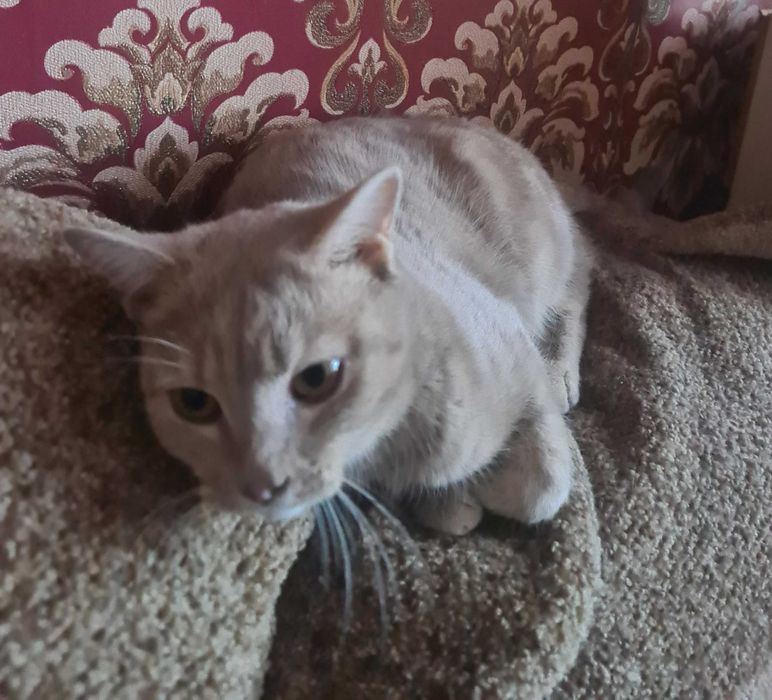 Молодая кошечка в добрые руки