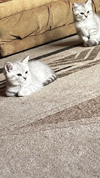 Британские котята прямоухие