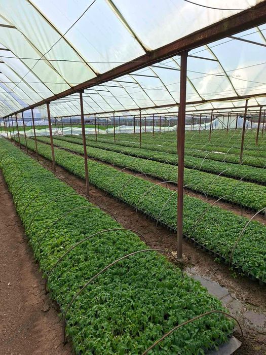 ТОП РАЗСАД НА ТОП ЦЕНА!!!