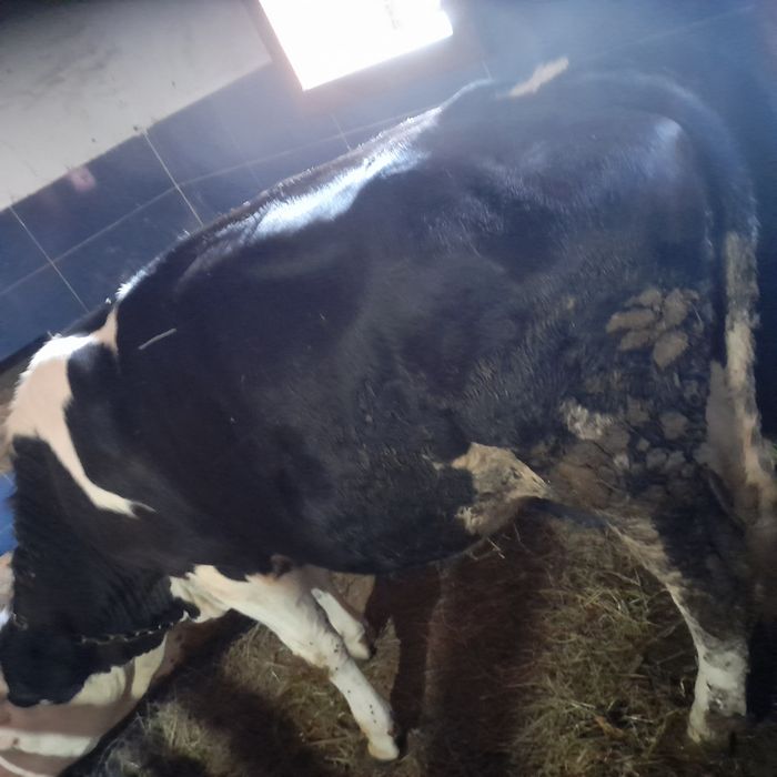 Vând o junincă de un an din rasa BR la prețul de 5700 neg.