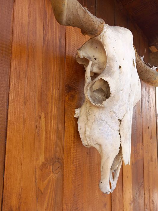 Craniu Trofeu Autentic,Taur, Bivol,Dimensiuni Mari