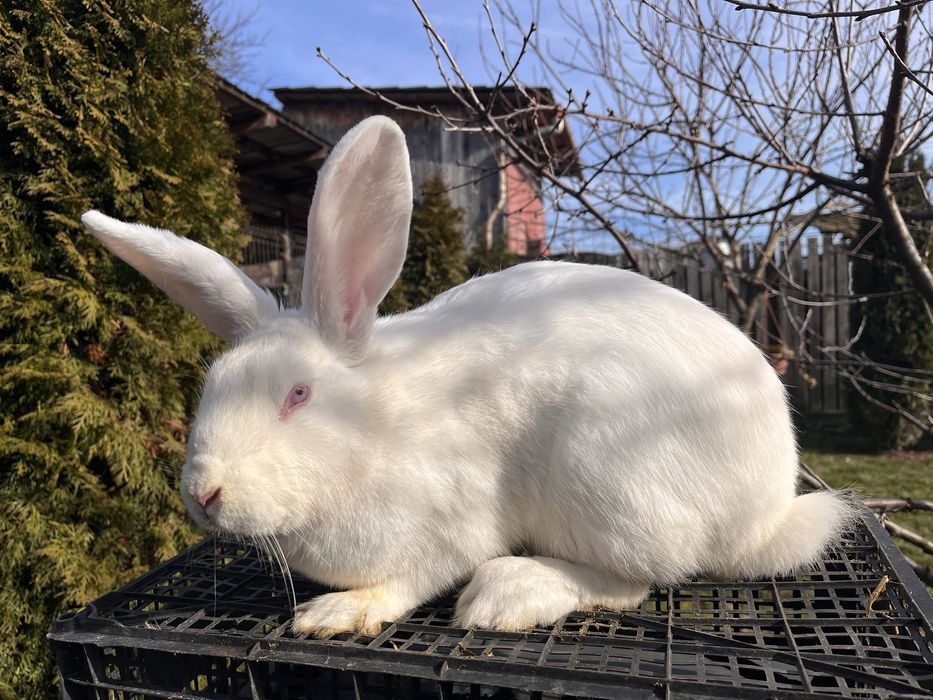 Se vand doua femele iepure comun!