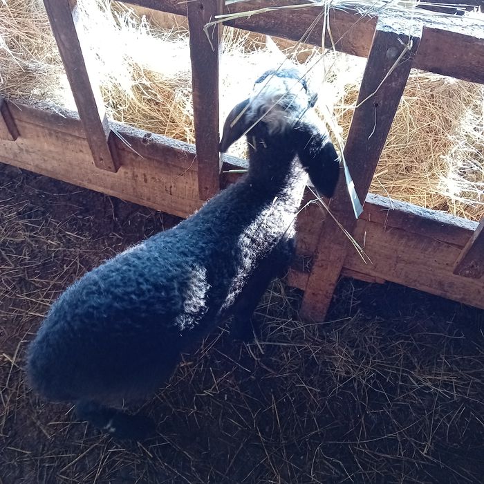 Oaie la a treia fătare,mieluțu lângă ea și mioară gestantă , 1600 buc