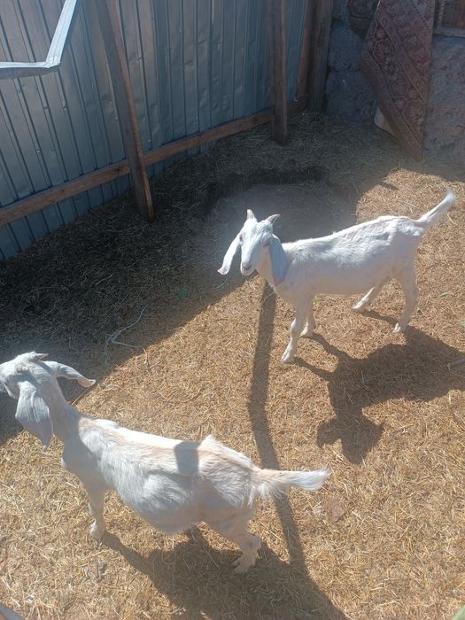 Нубийская порода