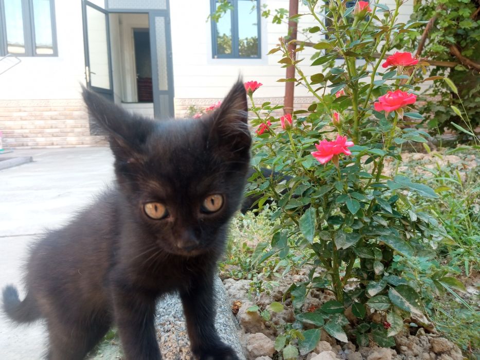 Mushukchalar hadya / Отдам котят в добрые руки