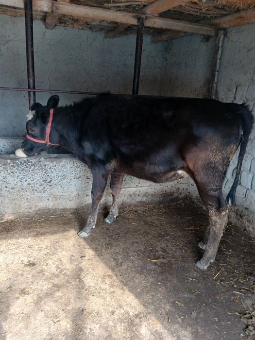 Таналар сотилади