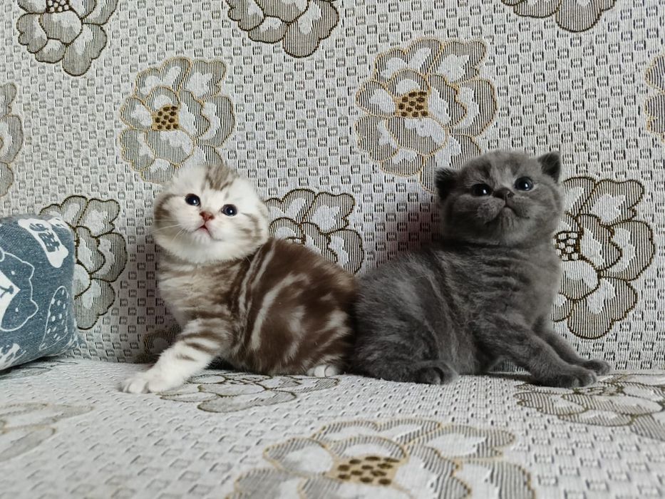 Скоттиш Страйт и Фолд.