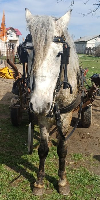 Cal de vânzare sau schimb