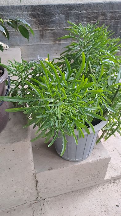 Домашний цветок, үй гүлдері