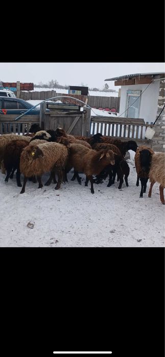 Кой тоқты сатылады