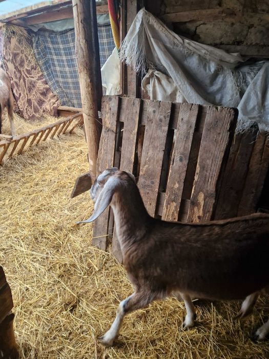 Tap ciut Anglo - Nubian,de 11 luni de zile.
