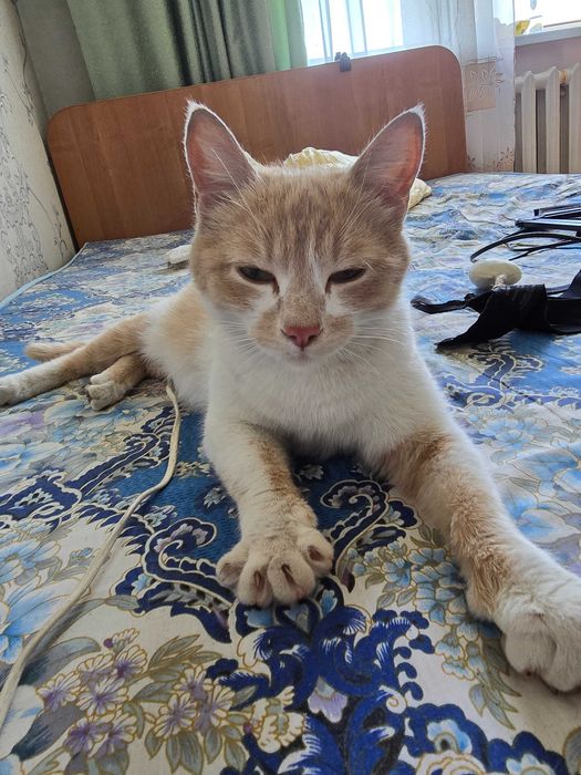 Кошечка ищет дом