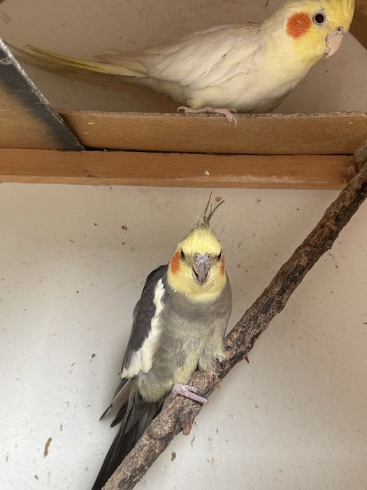 Карилла тоти куши