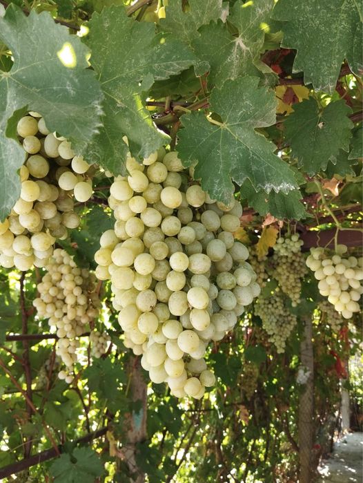 Продам виноград ! Очень вкусный