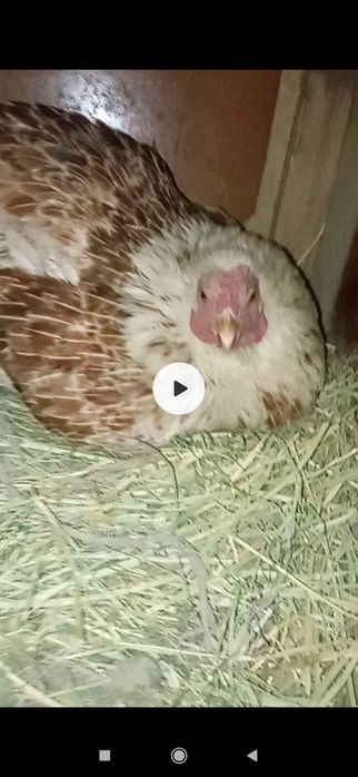 Продаётся курица квочка