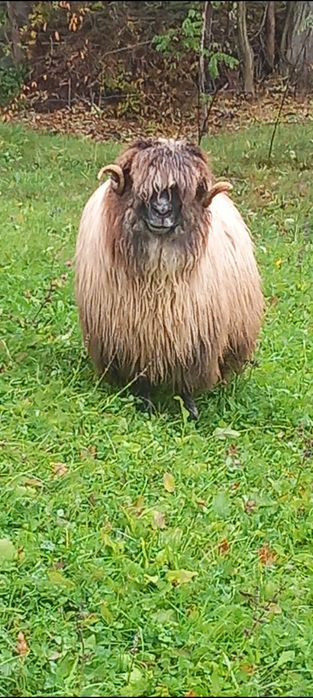 Oi aplecatori bucalai