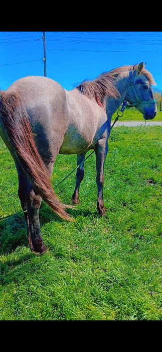 Vand sau Schimb mânz