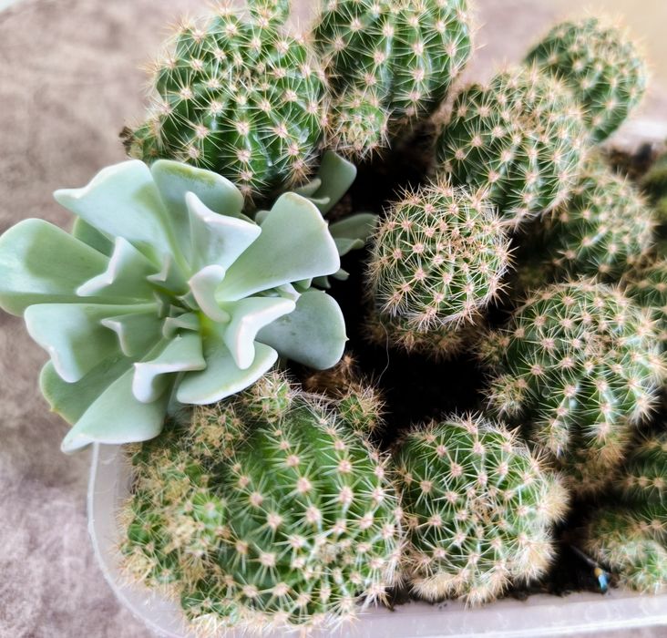 Традесканции 3 сорта