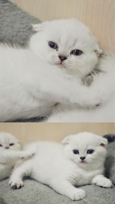 Скотиш фолд котята