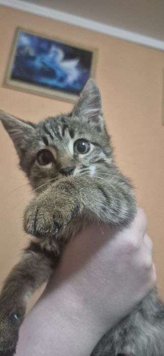 Отдам котенка в добрые руки