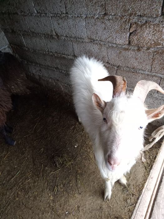 Теке сатылады 1 жас