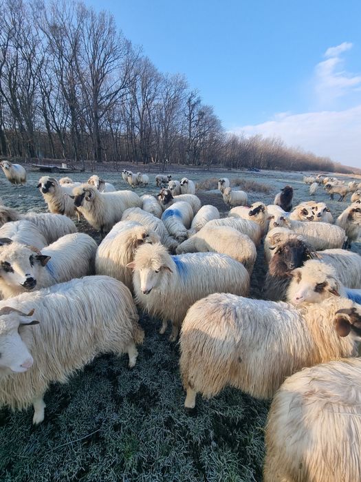Vând oi tinere mielute